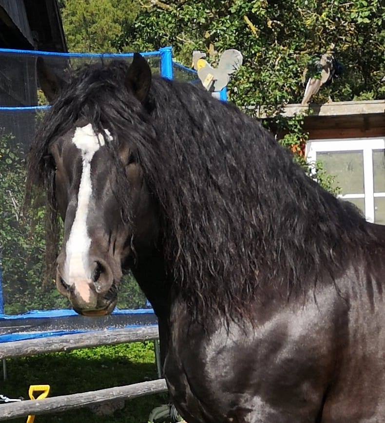 Noriker Horses / Norico-Pinzgauer Horses